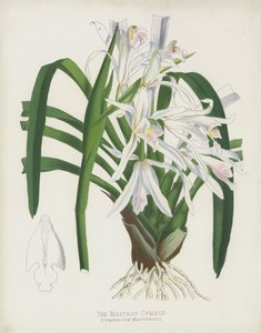 द मास्टर्स सिंबिड, सिमिडियम मास्टर्स द्वारा अंग्रेजी स्कूल